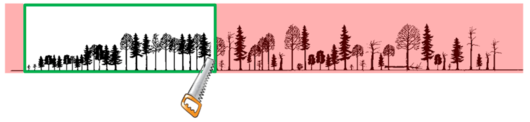 Lebenszyklus eines Wirtschaftswald