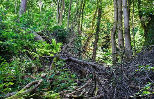 Wald, der eine natürliche Dynamik folgen darf